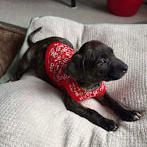 Thumbnail photo of Nougat  M (Itty Bitty Litter 2025) #2