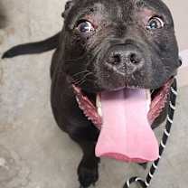 Thumbnail photo of Indie #1