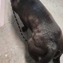 Thumbnail photo of Indie #2