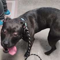 Thumbnail photo of Indie #3