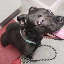 Thumbnail photo of Indie #4