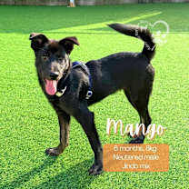 Thumbnail photo of Mango #1