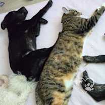 Thumbnail photo of Mango #2