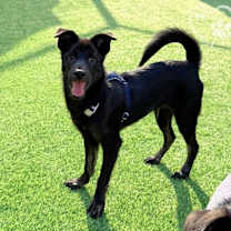 Thumbnail photo of Mango #4