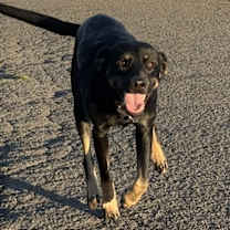 Thumbnail photo of Maddie #1