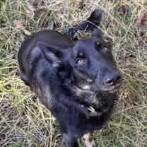 Thumbnail photo of Carrot #1