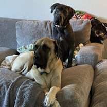 Thumbnail photo of Darla #2