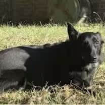 Thumbnail photo of Carrot #3