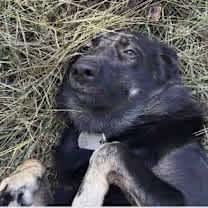 Thumbnail photo of Carrot #4