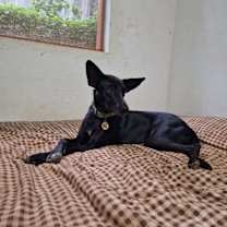 Thumbnail photo of Kinnari #2