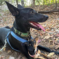 Thumbnail photo of Kinnari #4