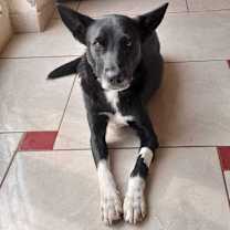 Thumbnail photo of Heidy (CP) #4