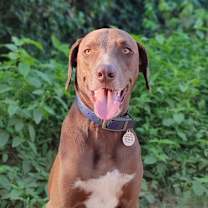 Thumbnail photo of Griffin #1