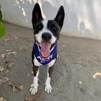 Thumbnail photo of Otis (CP) #3