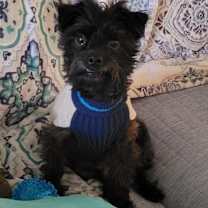 Thumbnail photo of Little Buddy #1