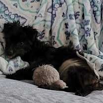 Thumbnail photo of Little Buddy #4