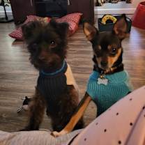 Thumbnail photo of Little Buddy #2