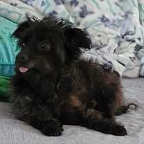 Thumbnail photo of Little Buddy #3