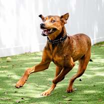 Thumbnail photo of Guppy #3