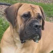 Thumbnail photo of Bella #1