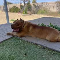 Thumbnail photo of Oso #4