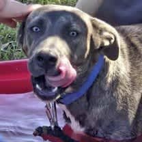 Thumbnail photo of Beignet #1