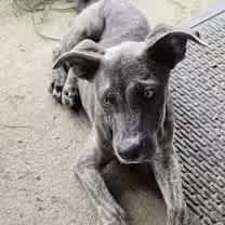 Thumbnail photo of Beignet #2