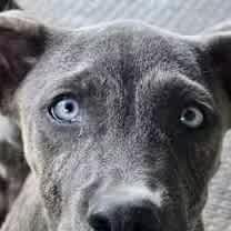 Thumbnail photo of Beignet #3