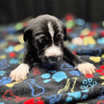 Thumbnail photo of (ej) Aster #1