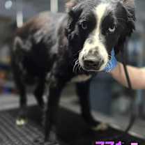 Thumbnail photo of (ej) Sirius #2