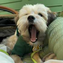 Thumbnail photo of Noeul #3