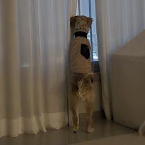 Thumbnail photo of Noeul #4