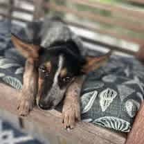 Thumbnail photo of Roxanne #3