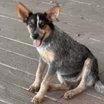 Thumbnail photo of Roxanne #4