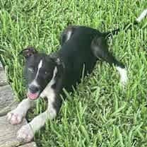 Thumbnail photo of Bojangles #3