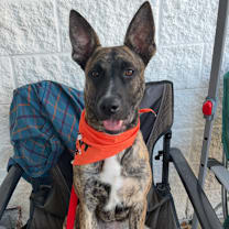 Thumbnail photo of Twister #1