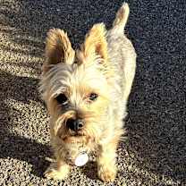 Thumbnail photo of Brownie  #1