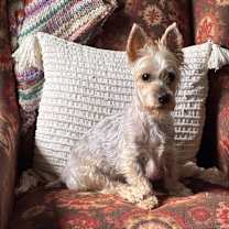 Thumbnail photo of Brownie  #4