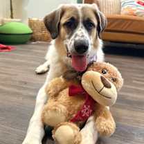 Thumbnail photo of Bear Bestest Boy #1