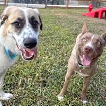 Thumbnail photo of Bear Bestest Boy #3