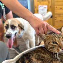 Thumbnail photo of Bear Bestest Boy #4