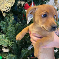 Thumbnail photo of Tiny #2