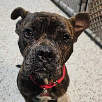 Thumbnail photo of Harvey Wishbone #3