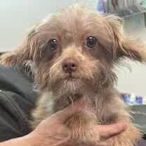 Thumbnail photo of Buttercup #1