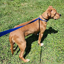 Thumbnail photo of Buster #2