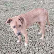 Thumbnail photo of Buster #4