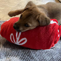 Thumbnail photo of Nicholas #3