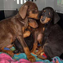 Thumbnail photo of Elf #2