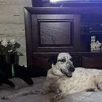 Thumbnail photo of Milo #3