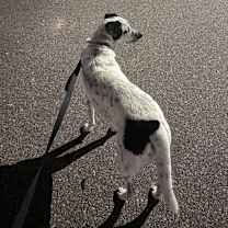 Thumbnail photo of Milo #2